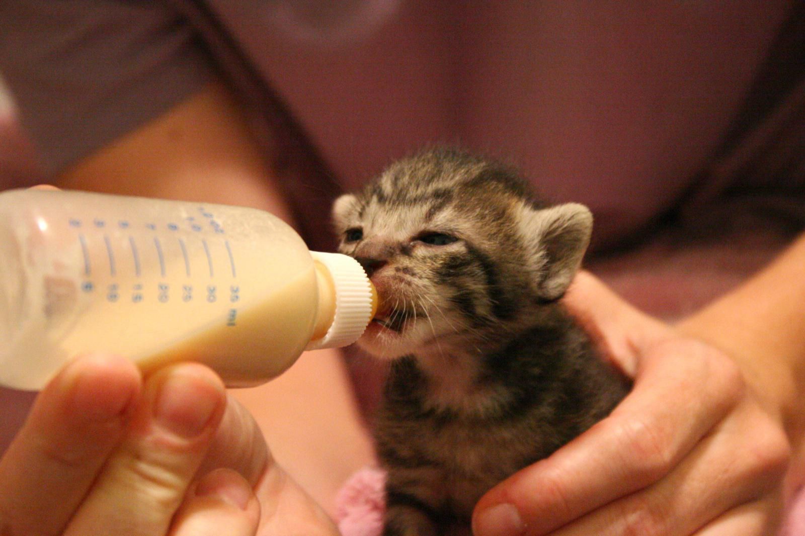 How to Bottle-Feed an Orphaned Newborn Kitten