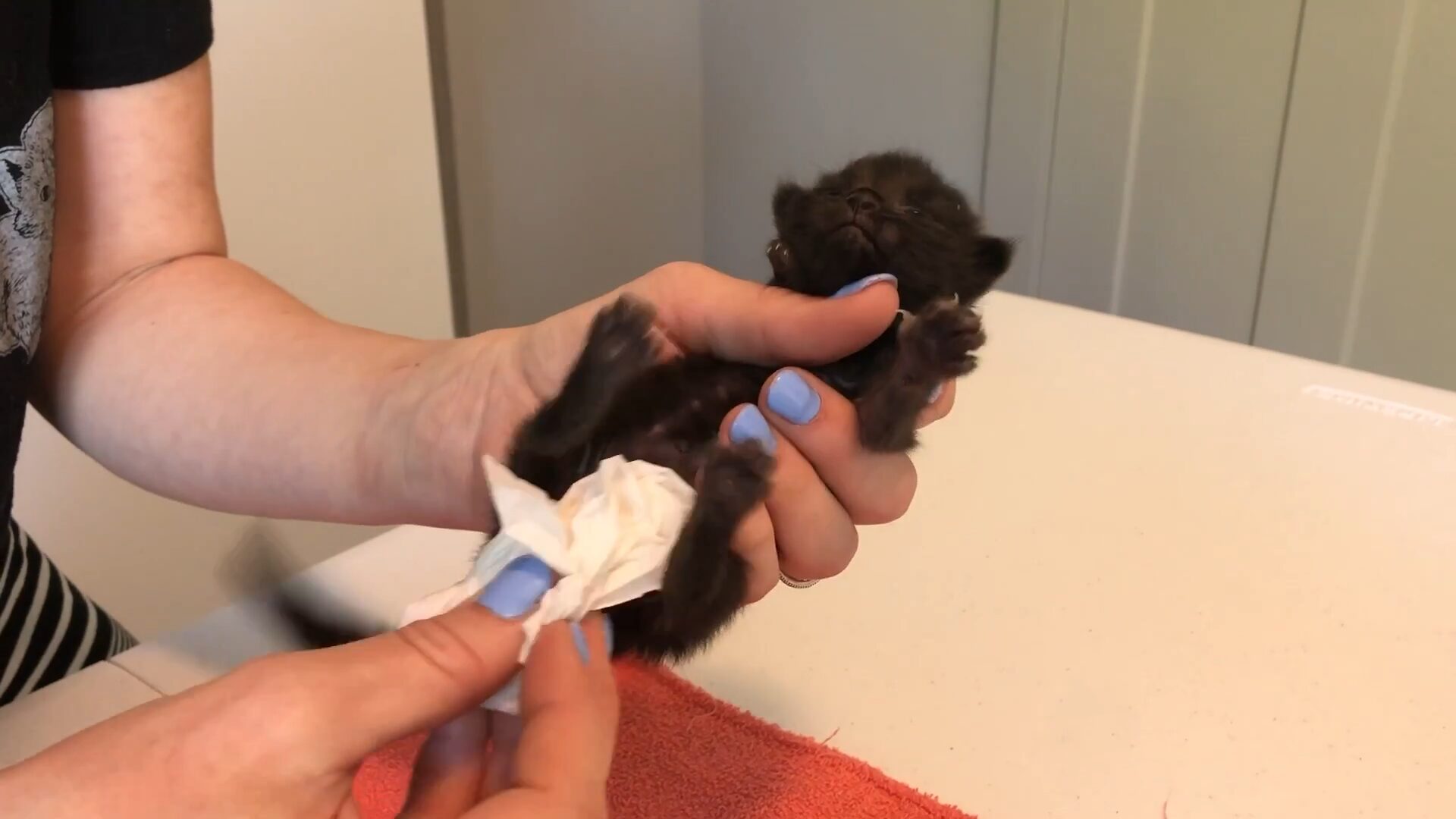 A caregiver holding a newborn kitten over a towel while gently using a warm damp cotton pad to stimulate urination and defecation