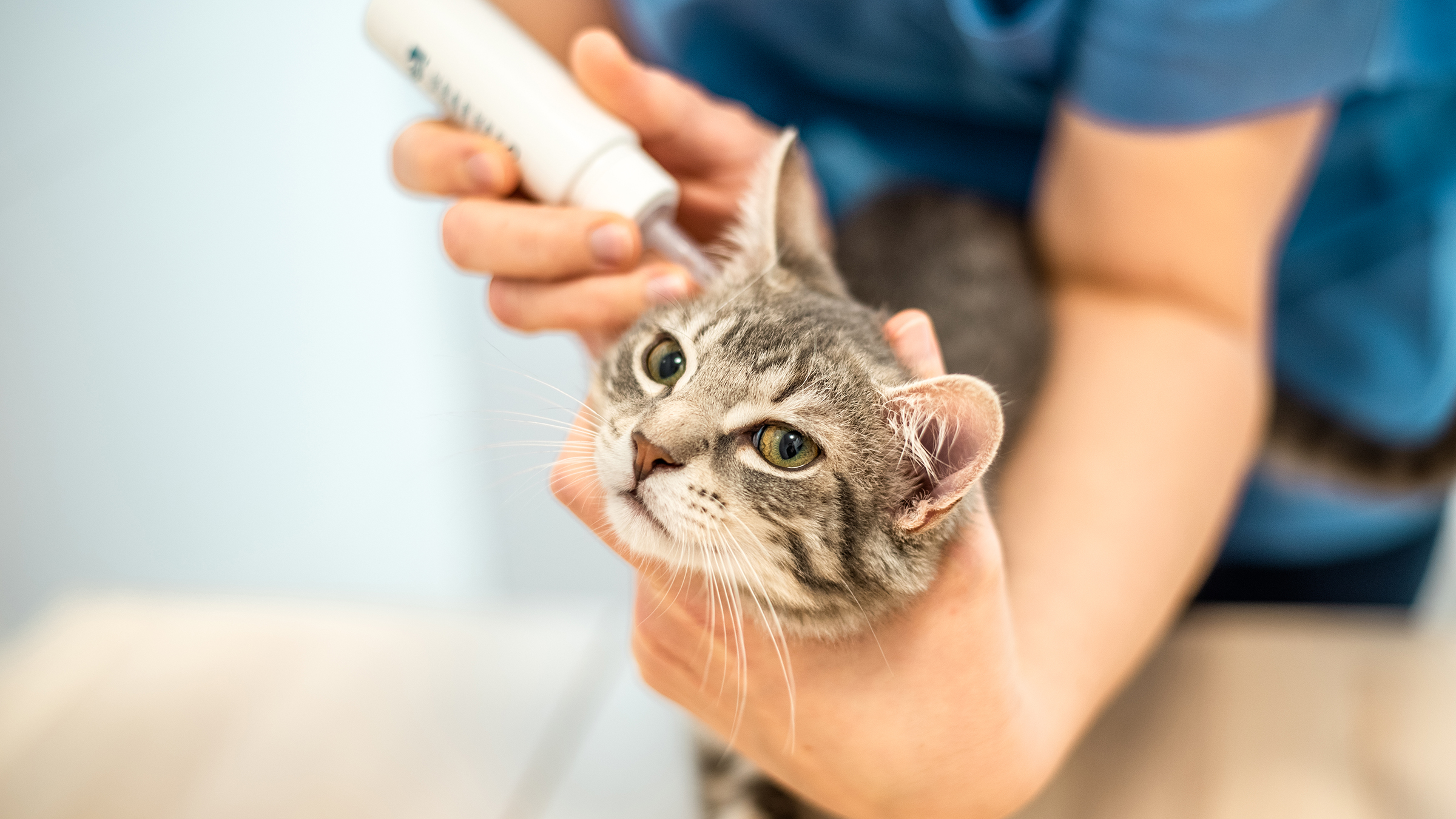 A close view of a person holding a small bottle of cat ear cleaner next to a kitten’s ear, preparing to apply drops while the kitten is gently restrained on a towel
