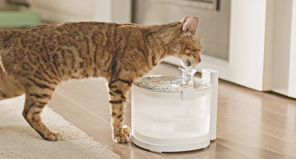 A curious kitten drinking from a small tabletop pet water fountain with gently flowing water