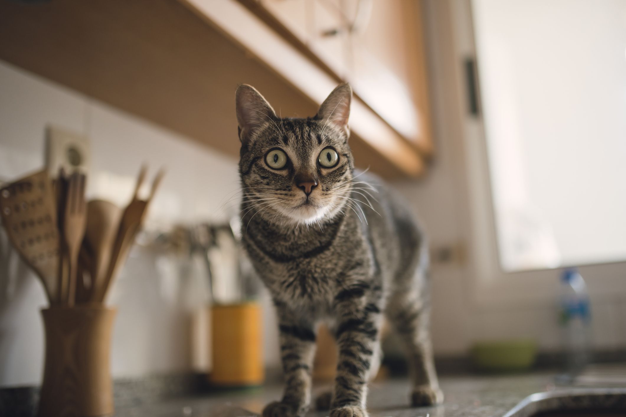Keep Your Kitten Off Counters and Tables