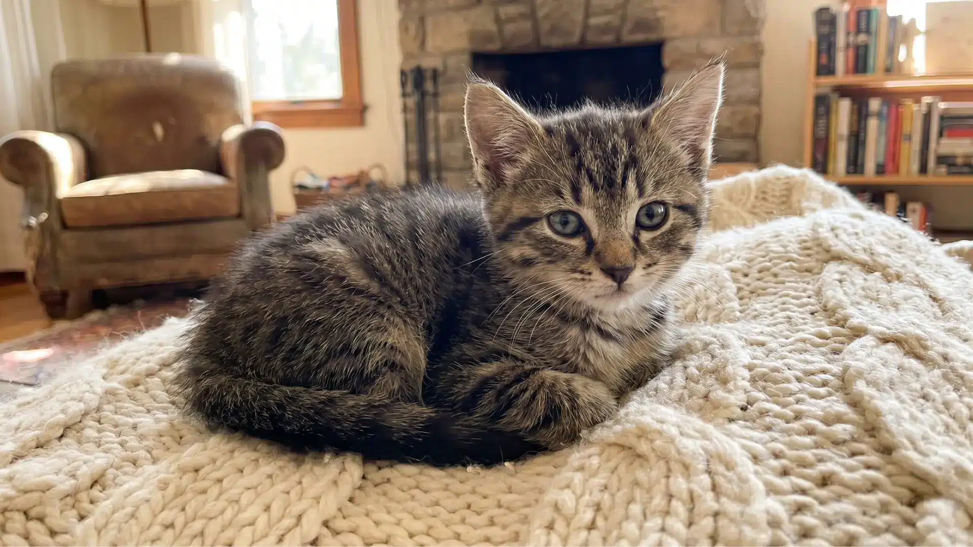 Kitten-Proofing Checklist: Room by Room
