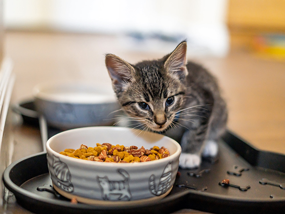 A fluffy kitten eating dry kibble from a stainless steel bowl on a clean floor