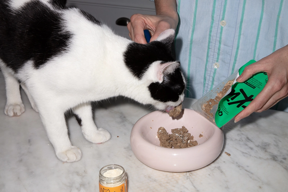 A hand holding a small pet probiotic powder packet next to a bowl of wet kitten food on a countertop