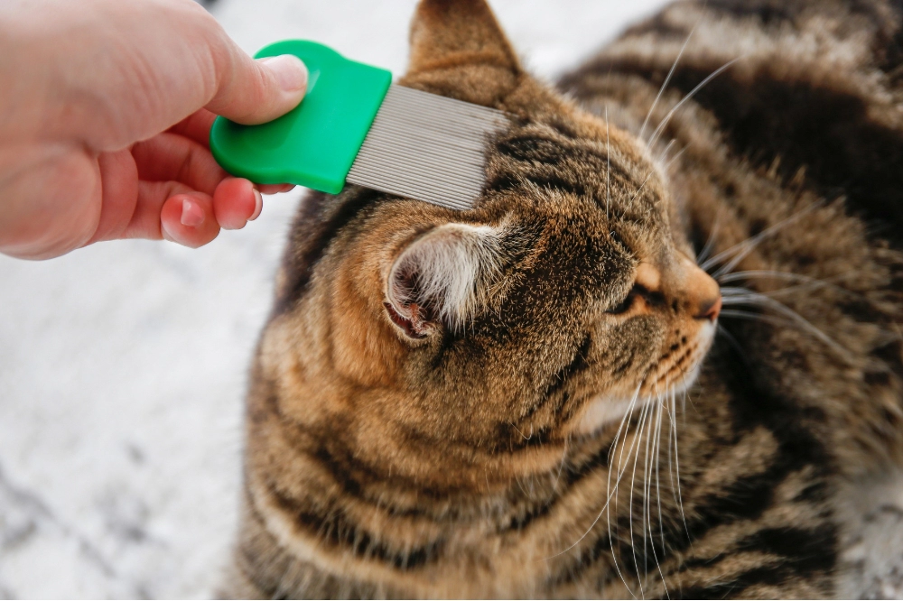 A hand using a metal flea comb through a kitten’s short fur while the kitten rests calmly on a towel