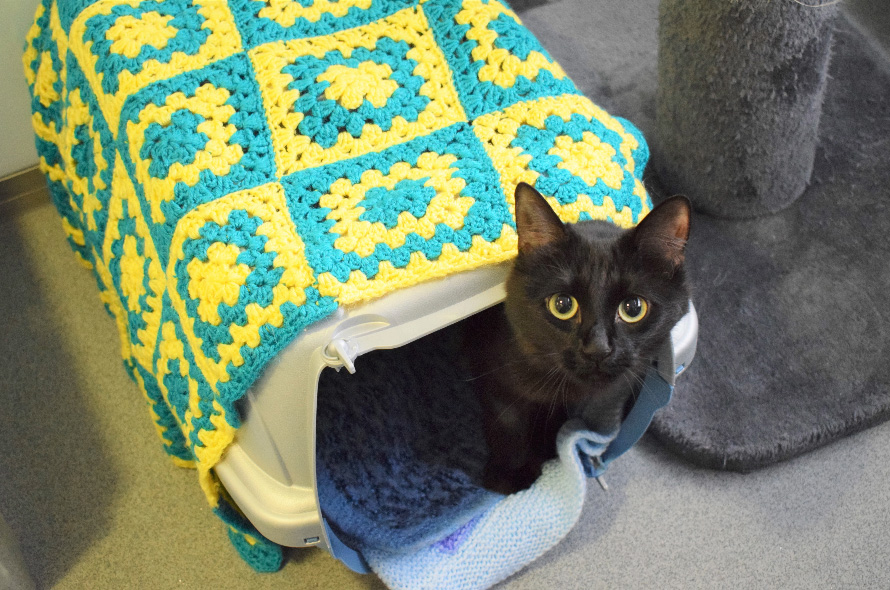 A hard-sided cat carrier sitting on a car seat with a seat belt securing it and a light towel draped over the top for calming cover