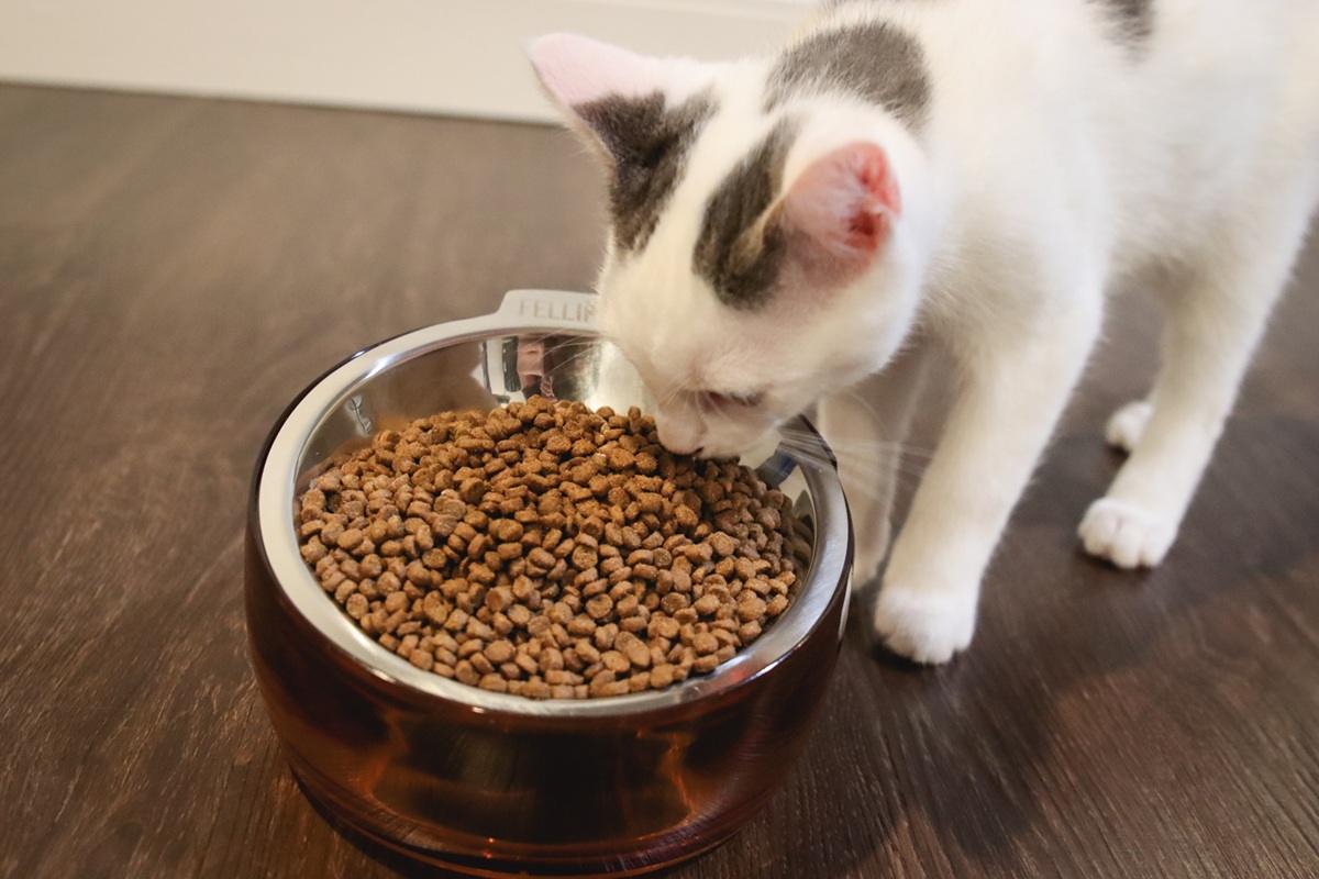Transitioning Your Kitten to Adult Cat Food