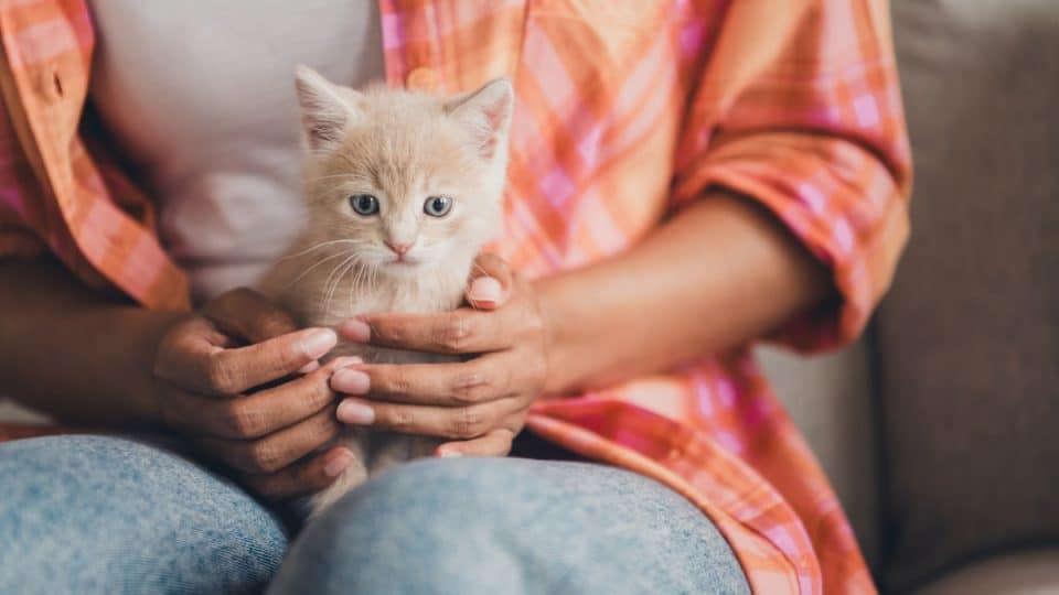 A kitten being supported with two hands against a person's chest, looking relaxed with loose paws