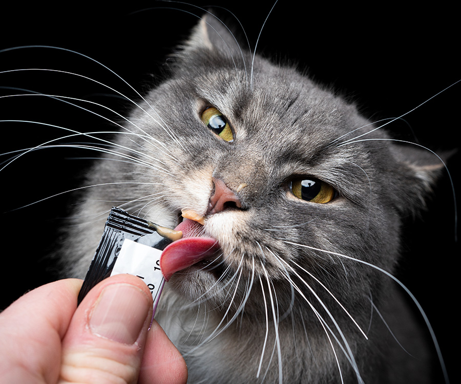 A kitten calmly licking a tube treat while a person gently combs the kitten's fluffy shoulder fur