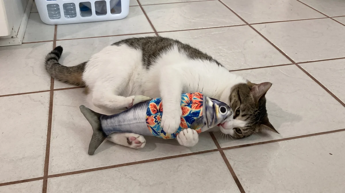 A kitten hugging and bunny-kicking a long plush kicker toy on a rug, showing an appropriate outlet for rough play