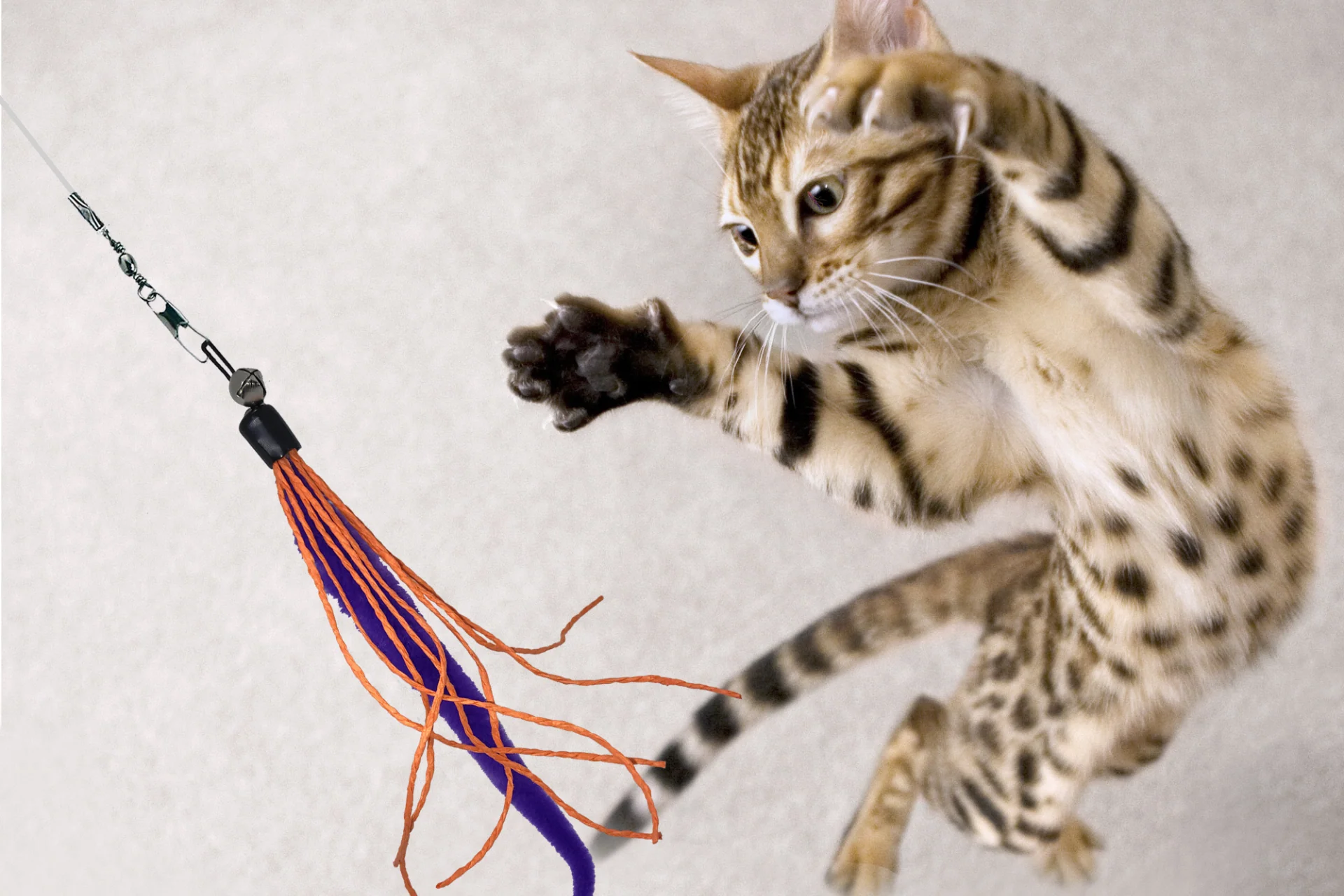 A kitten leaping up to bat at a feather wand toy held by a person in a bright room