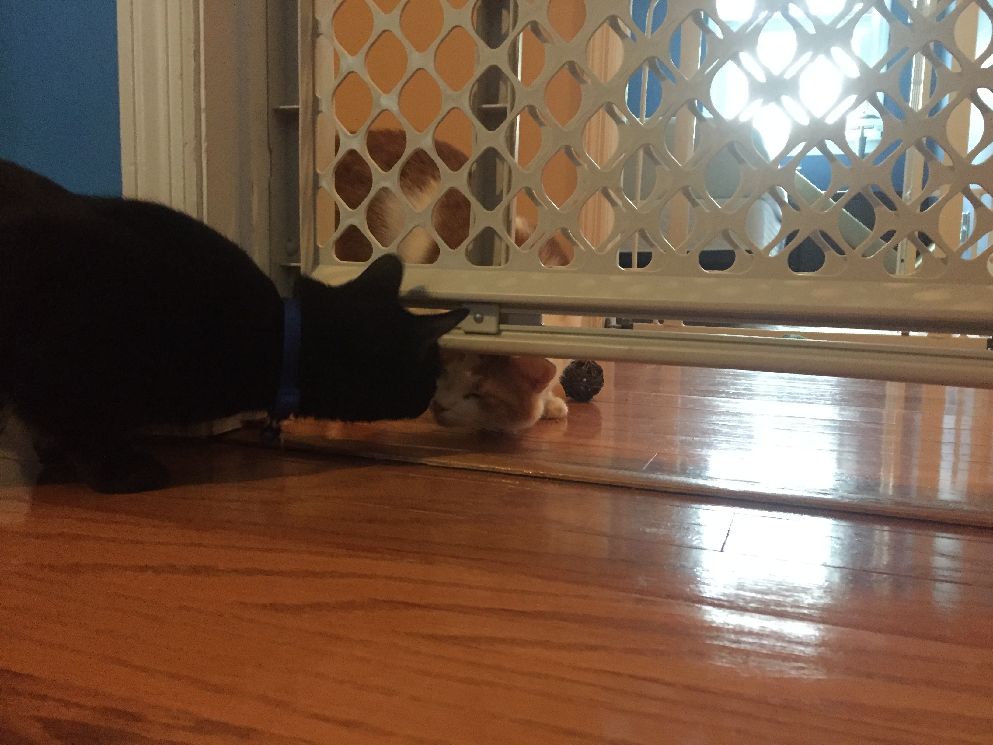 A kitten sitting behind a baby gate while an older cat watches from the other side, both cats calm and relaxed