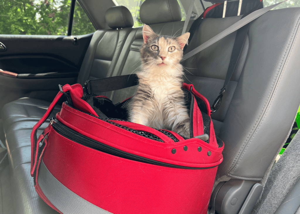 A kitten sitting calmly inside an open hard-sided pet carrier with a soft blanket, looking outward