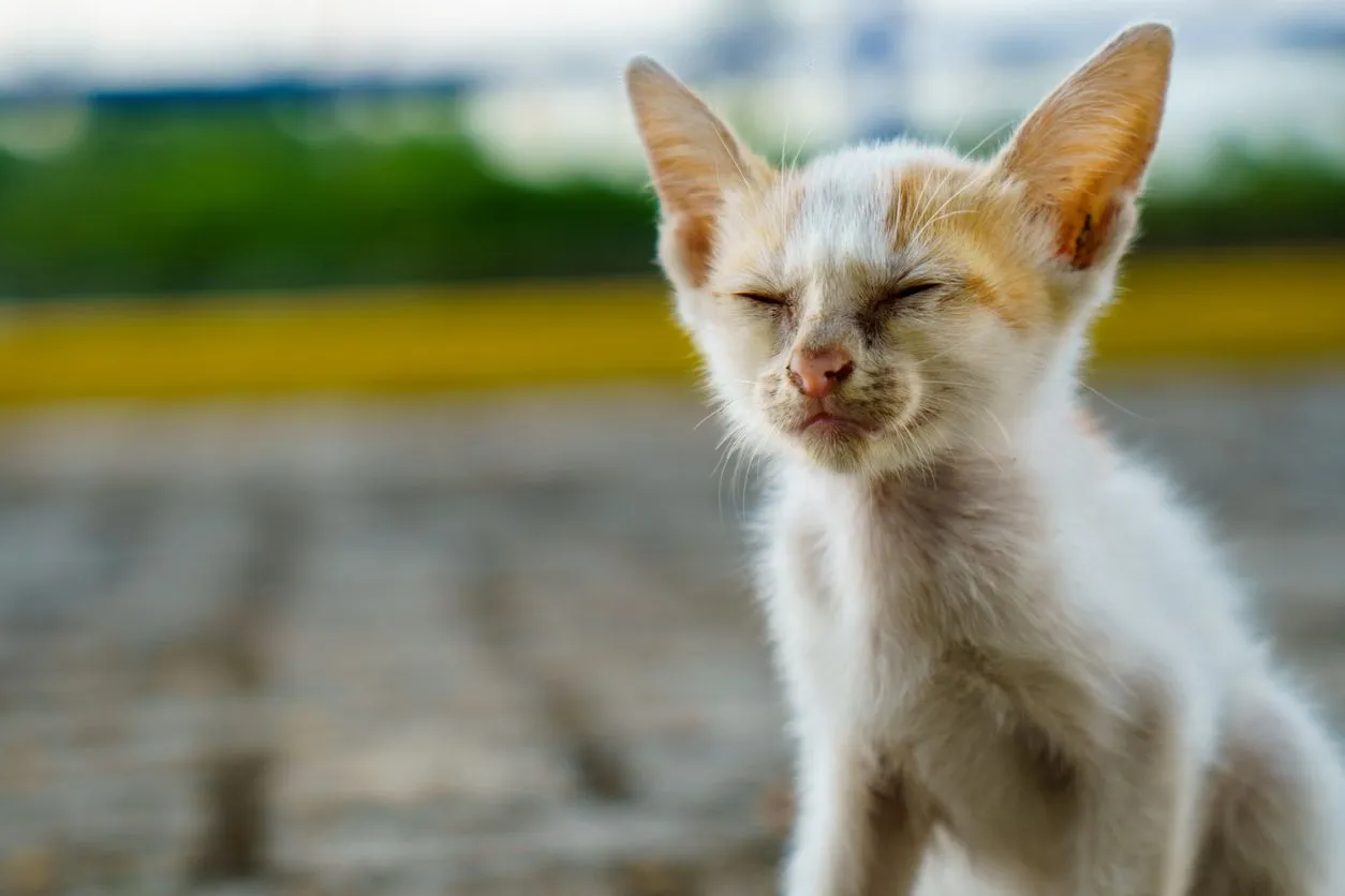 A kitten squinting one eye with visible watery discharge at the inner corner