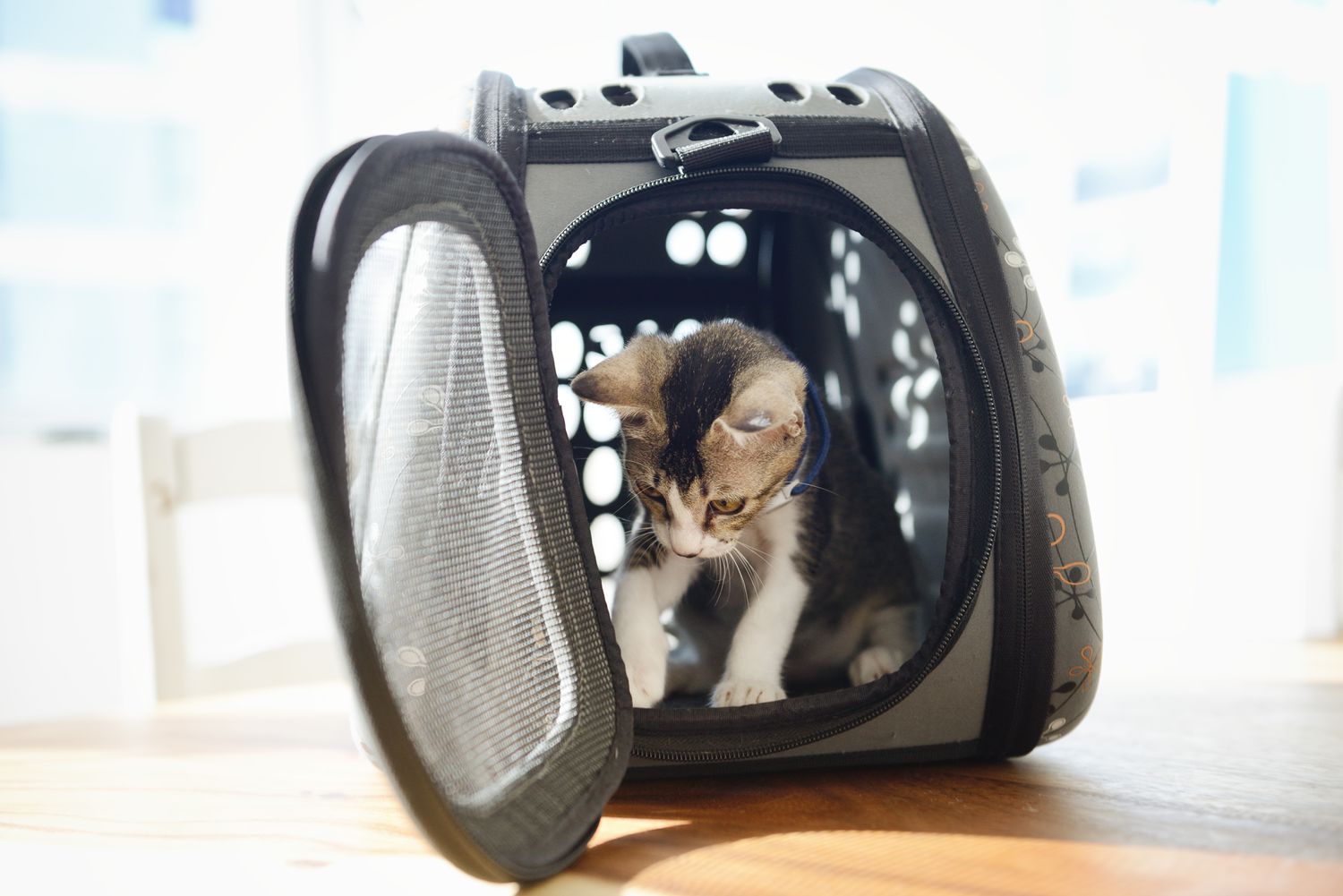 A kitten stepping into an open pet carrier while a person holds a clicker and offers a treat