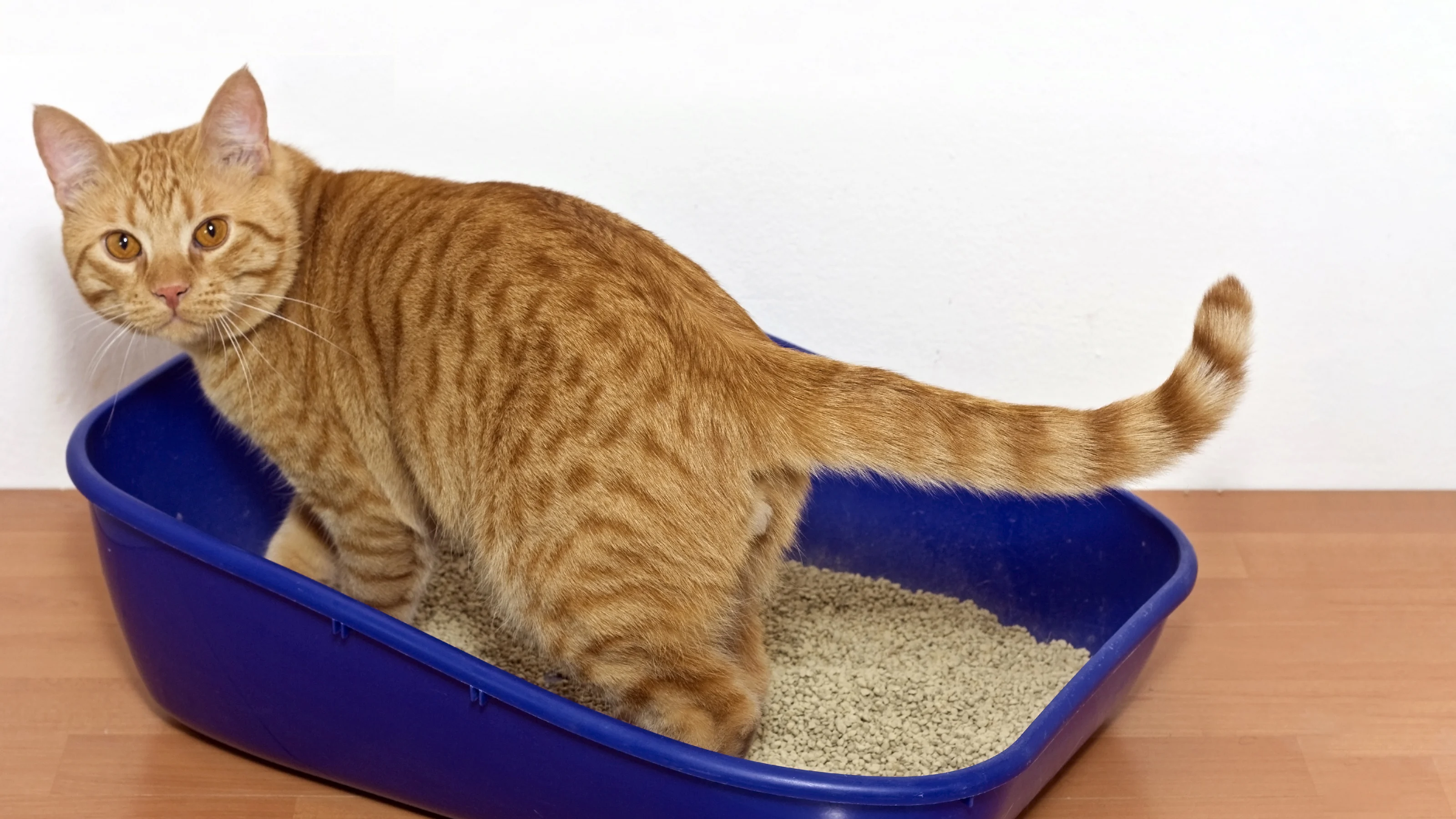 A low-entry plastic litter pan on a washable mat with a small scoop beside it