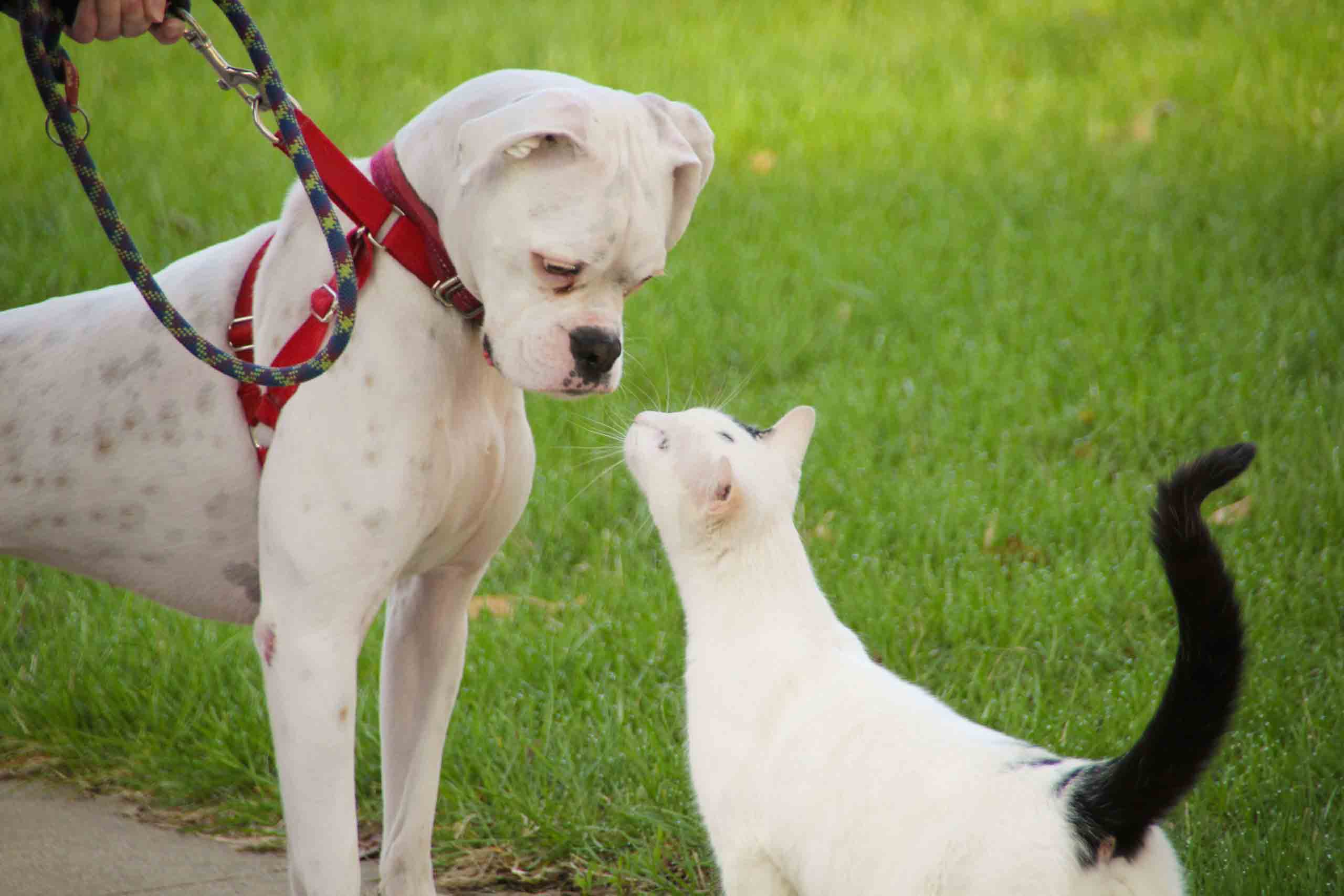 A medium-sized dog wearing a harness and leash calmly sitting while a kitten explores the room near a cat tree, with an adult holding treats
