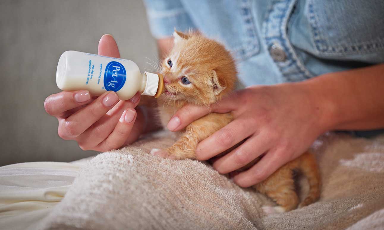 A newborn kitten positioned belly-down on a folded towel while a caregiver supports the kitten’s chest and offers a small nursing bottle