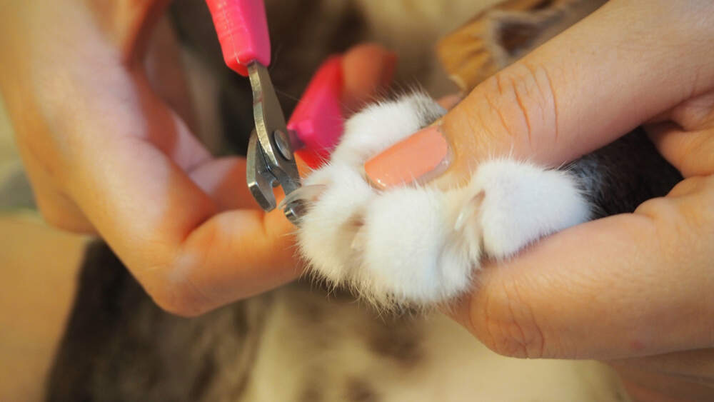 A person gently holding a kitten paw while trimming the sharp tip of a claw with small cat nail clippers