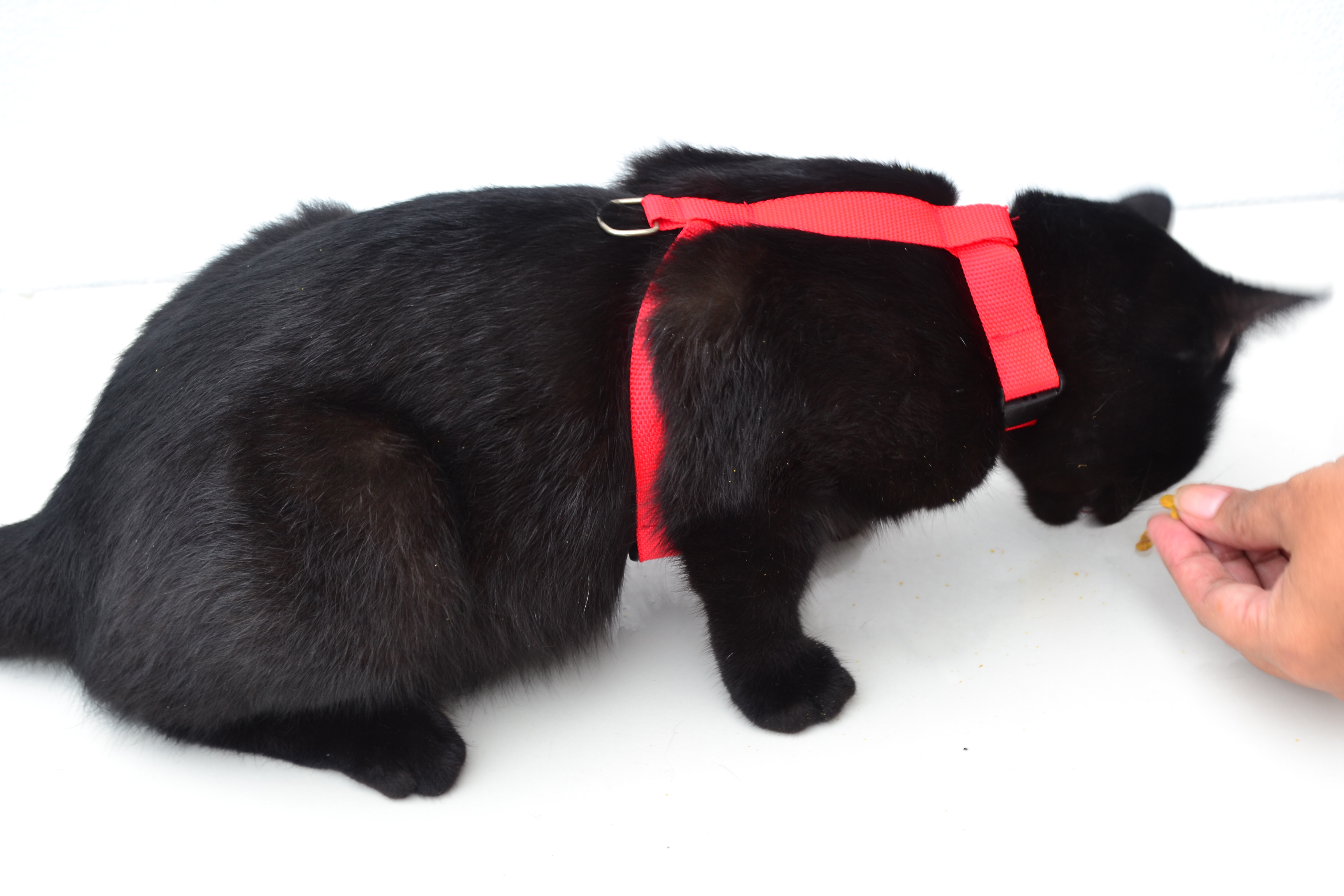 A person kneeling on a living room floor adjusting a kitten’s harness straps while the kitten eats a treat
