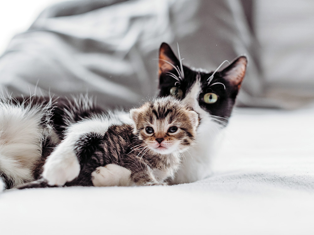 A person sitting on the floor supervising a calm first meeting between a kitten and an older cat in a living room with a cat tree nearby