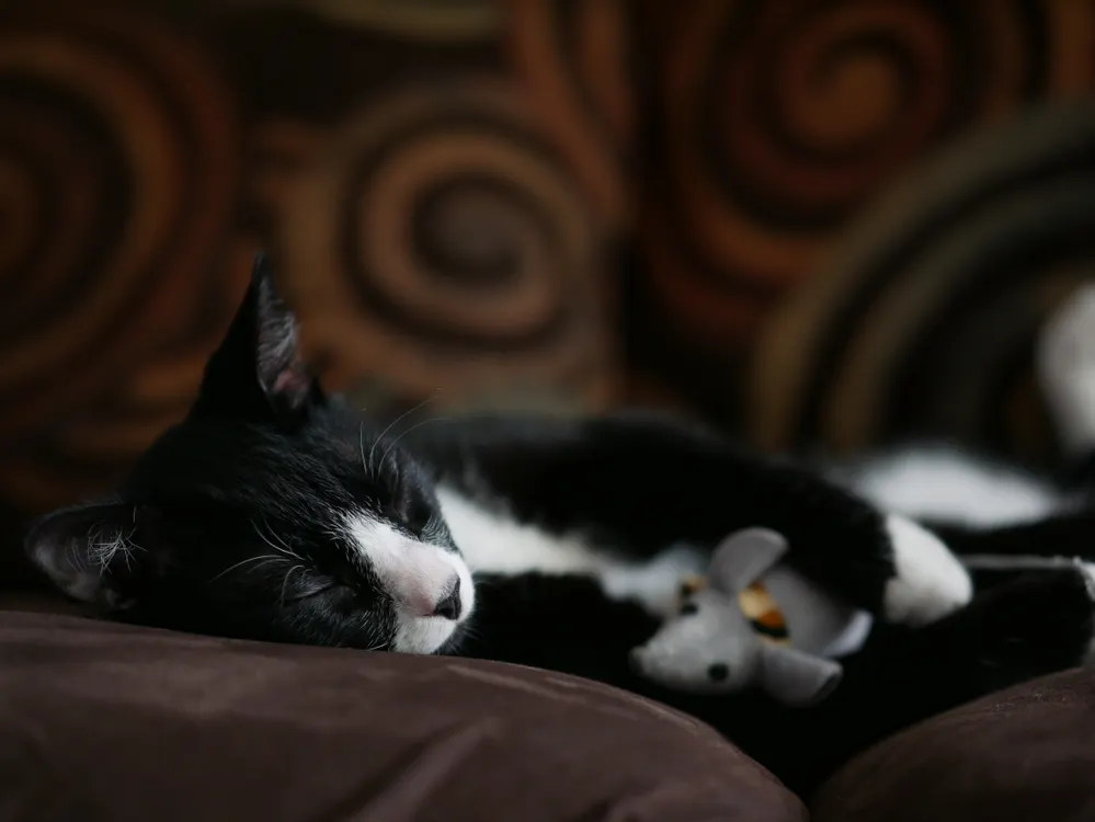 A relaxed tuxedo cat lounging on a soft couch blanket in warm window light