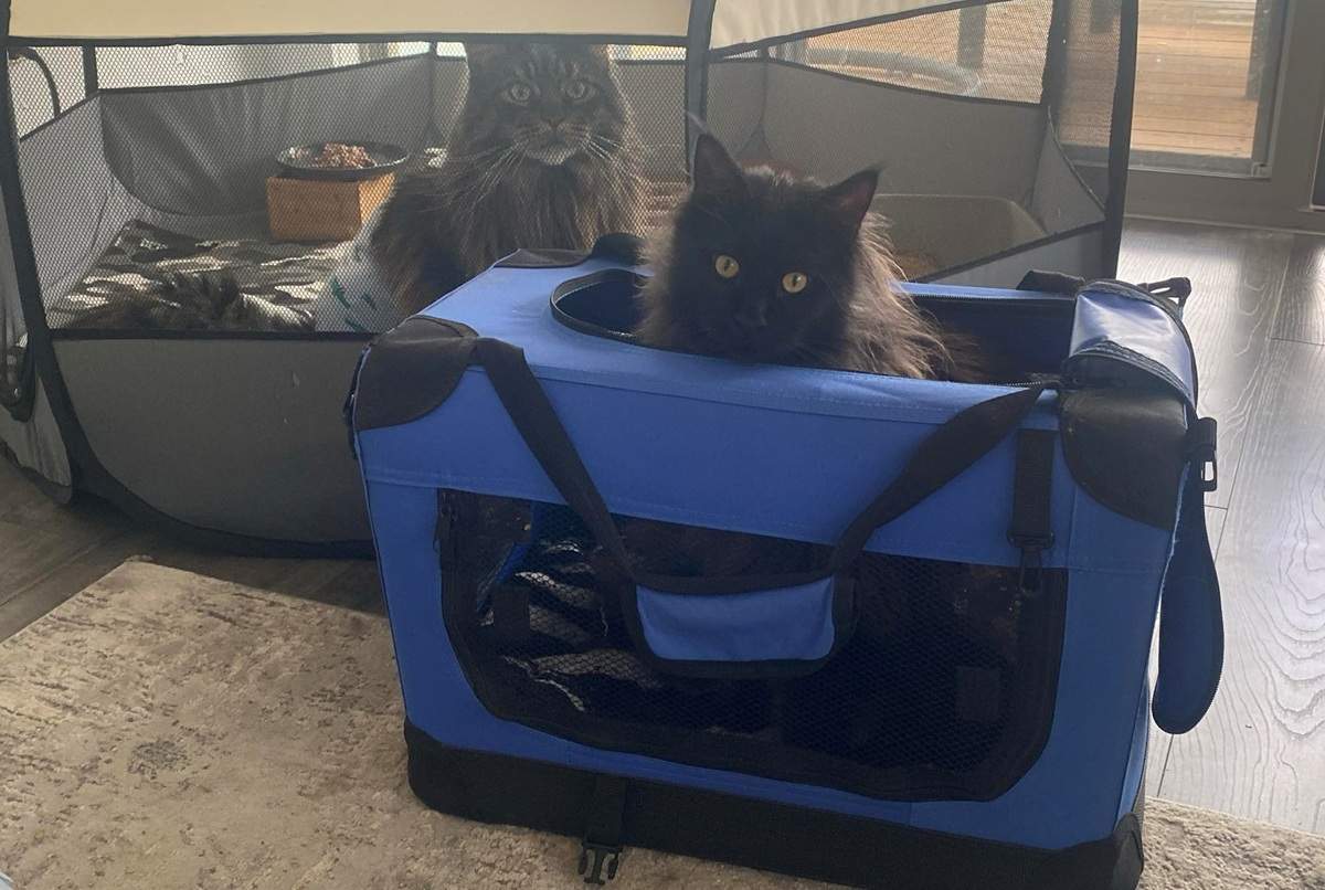 Stress-Free Carrier Training for Kittens