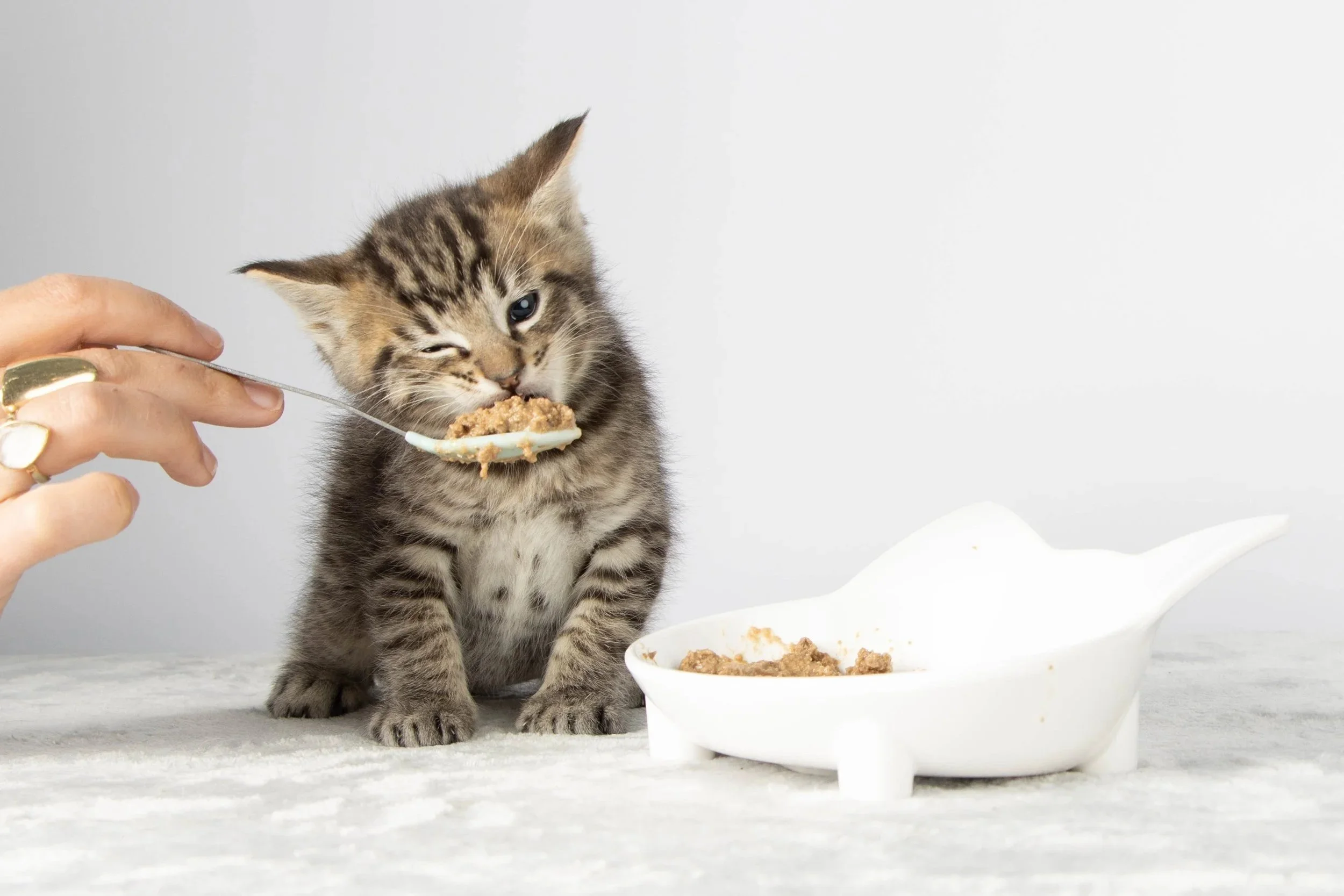 A shallow ceramic saucer with a small portion of wet kitten food and a spoon beside it on a washable mat