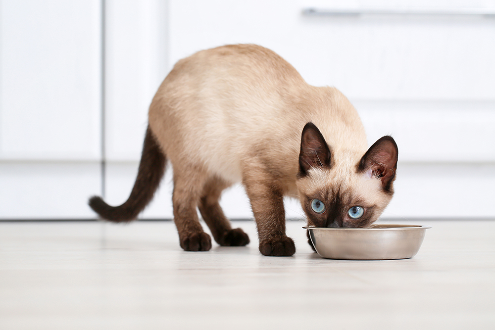 A simple kitten feeding station with a shallow ceramic plate of wet food and a small stainless steel water bowl on a silicone mat