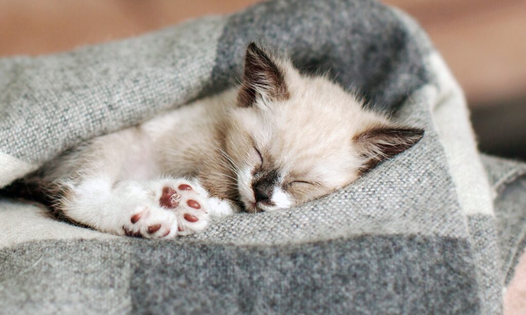 A sleepy kitten resting on a soft blanket at home after a veterinary appointment