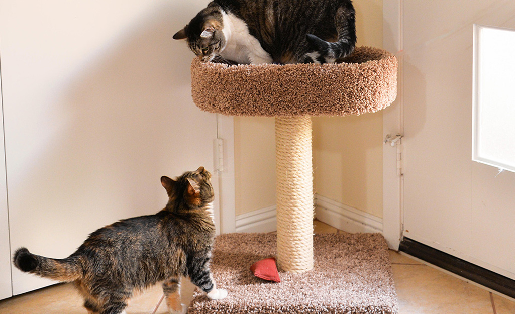 A small cat tree positioned near a kitchen doorway with a kitten sitting on the top perch watching the room