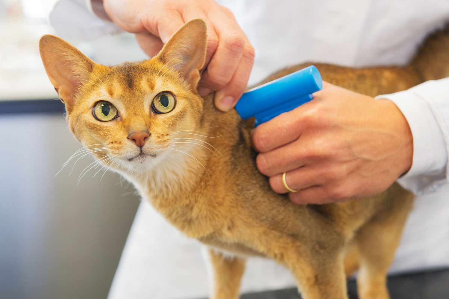 A small kitten being gently held by a veterinary technician in a clinic exam room while the veterinarian prepares a microchip syringe on a tray