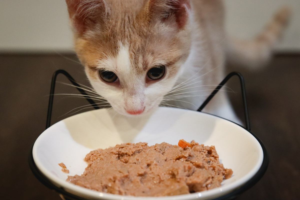How to Get a Picky Kitten to Eat: 9 Tips That Help