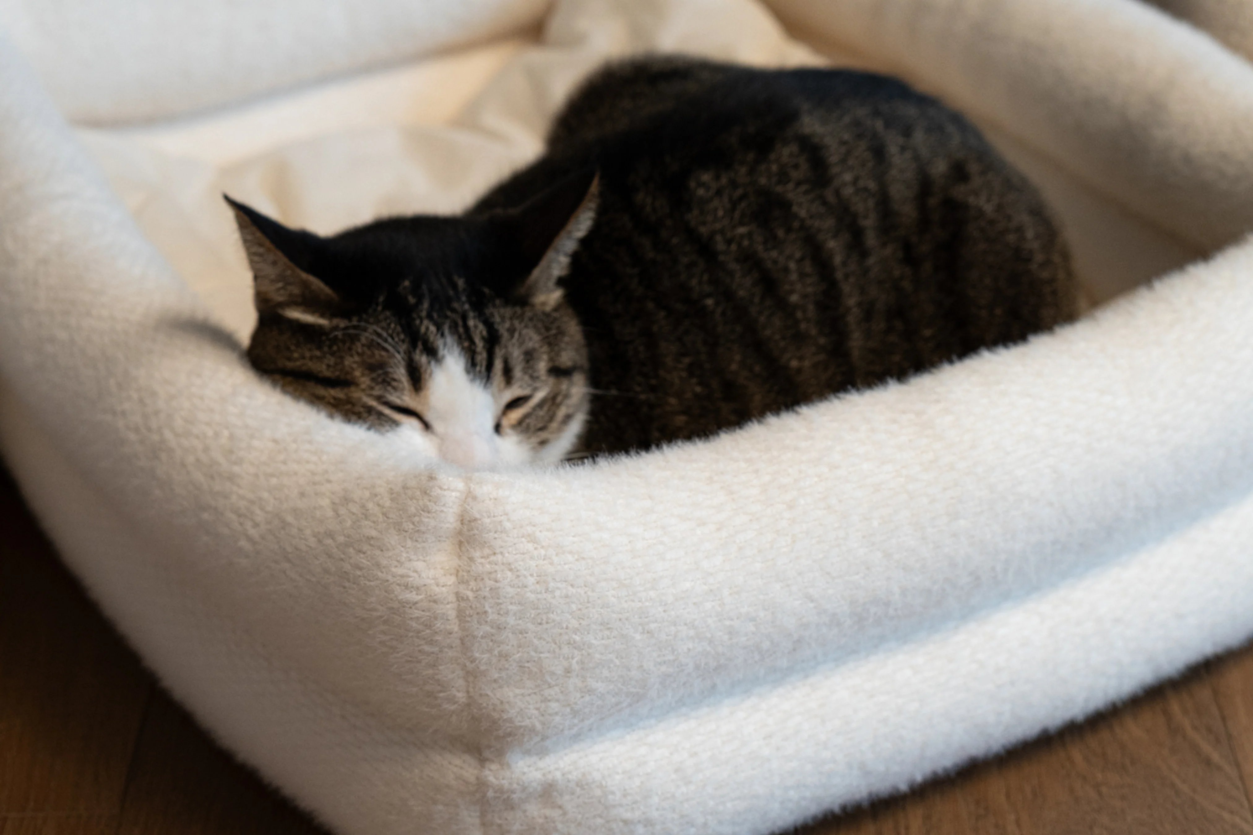 A small kitten curled up asleep inside a soft covered cat bed in a quiet corner