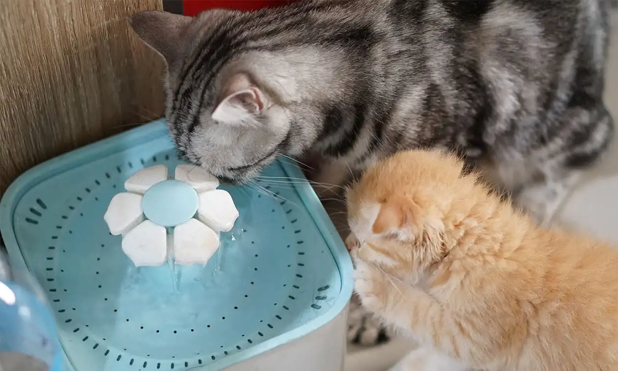A small kitten drinking from a compact pet water fountain on a kitchen floor