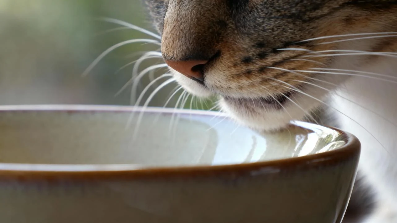 A small kitten drinking water from a wide, shallow ceramic cat dish in a bright kitchen