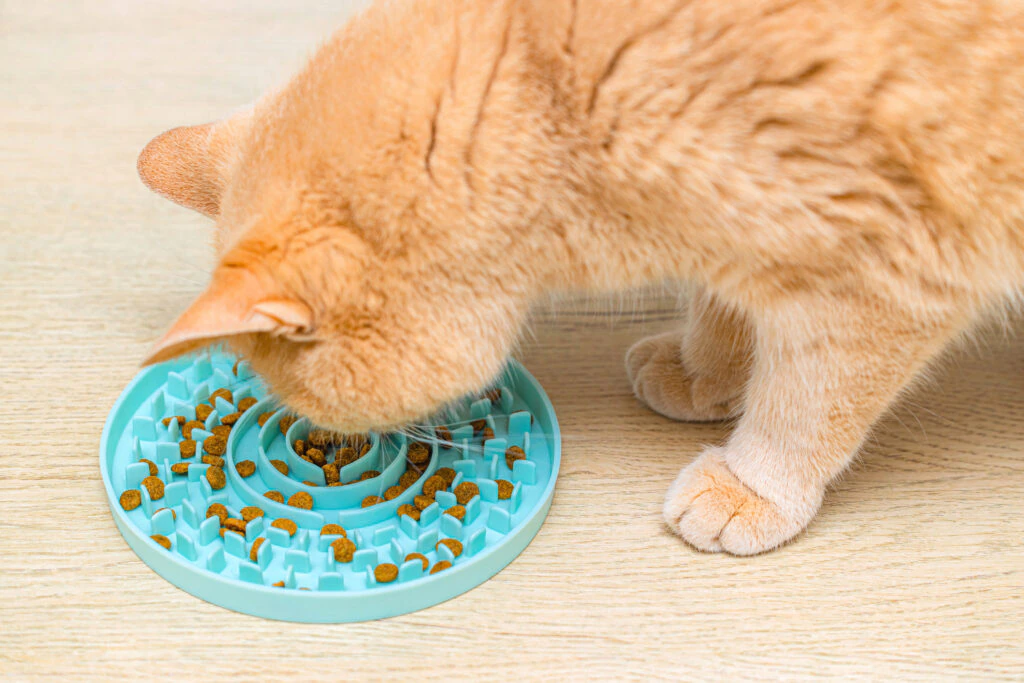 A small kitten eating from a shallow slow feeder dish with raised ridges that helps prevent gulping