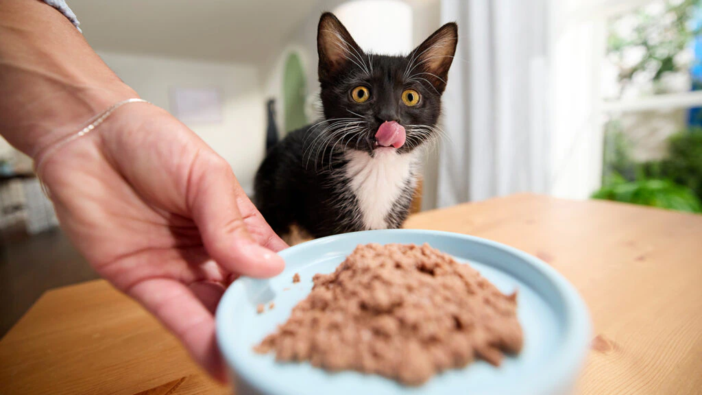 A small kitten eating wet food from a shallow ceramic dish on a washable mat in a home kitchen