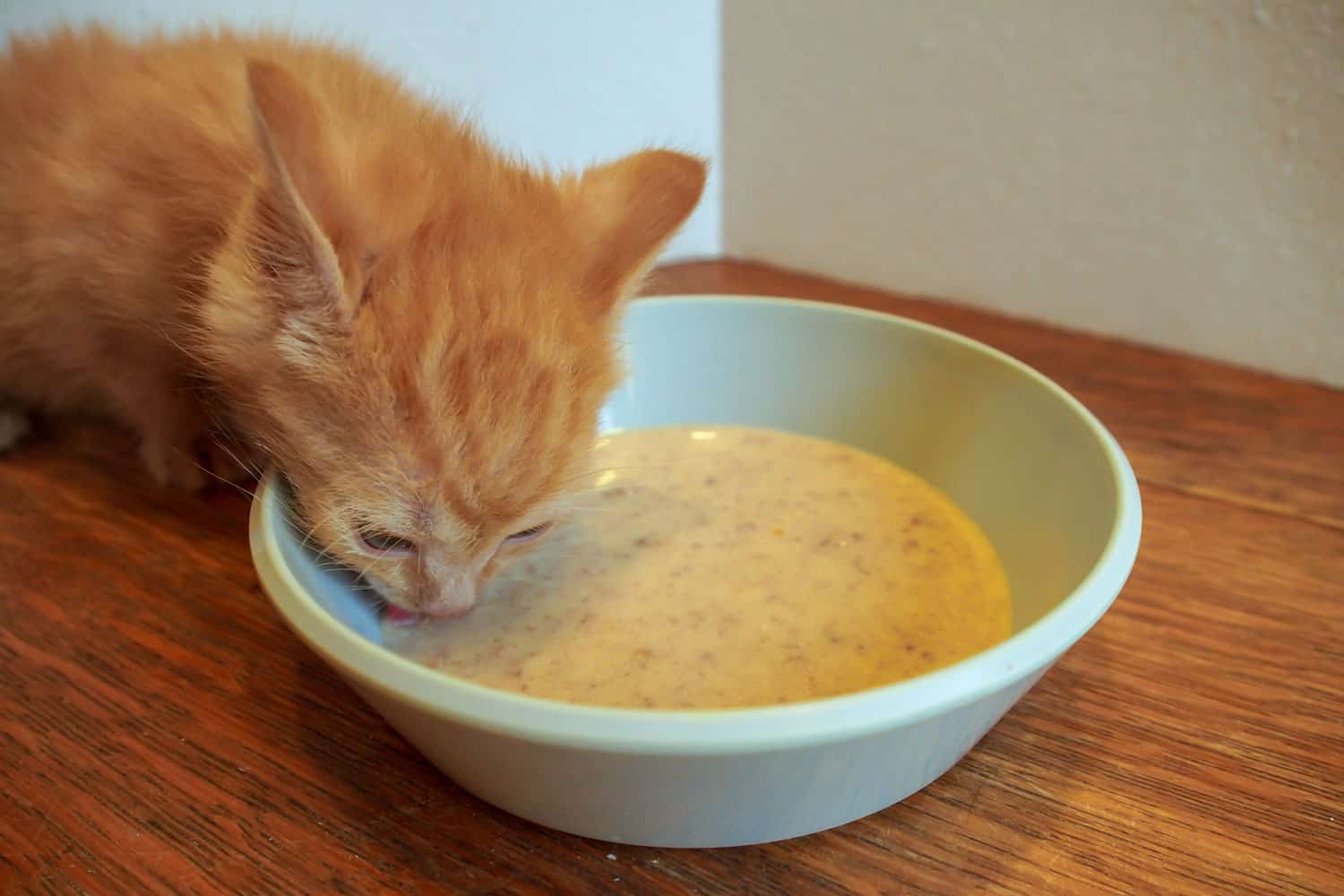 How to Wean a Kitten from Formula to Solid Food
