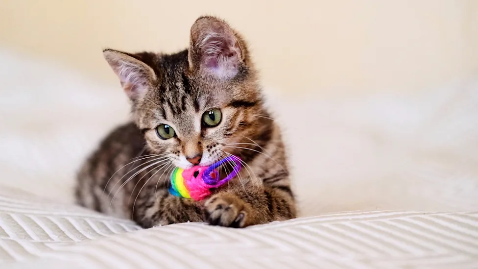 Kitten Teething: Soothe Gums and Start Brushing