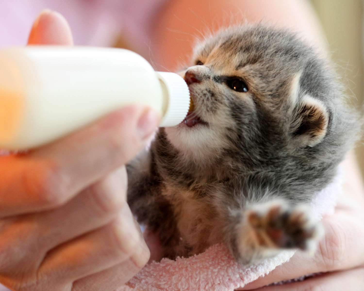 A small kitten nursing bottle beside kitten milk replacer powder, a tiny syringe, and a gram scale on a clean countertop
