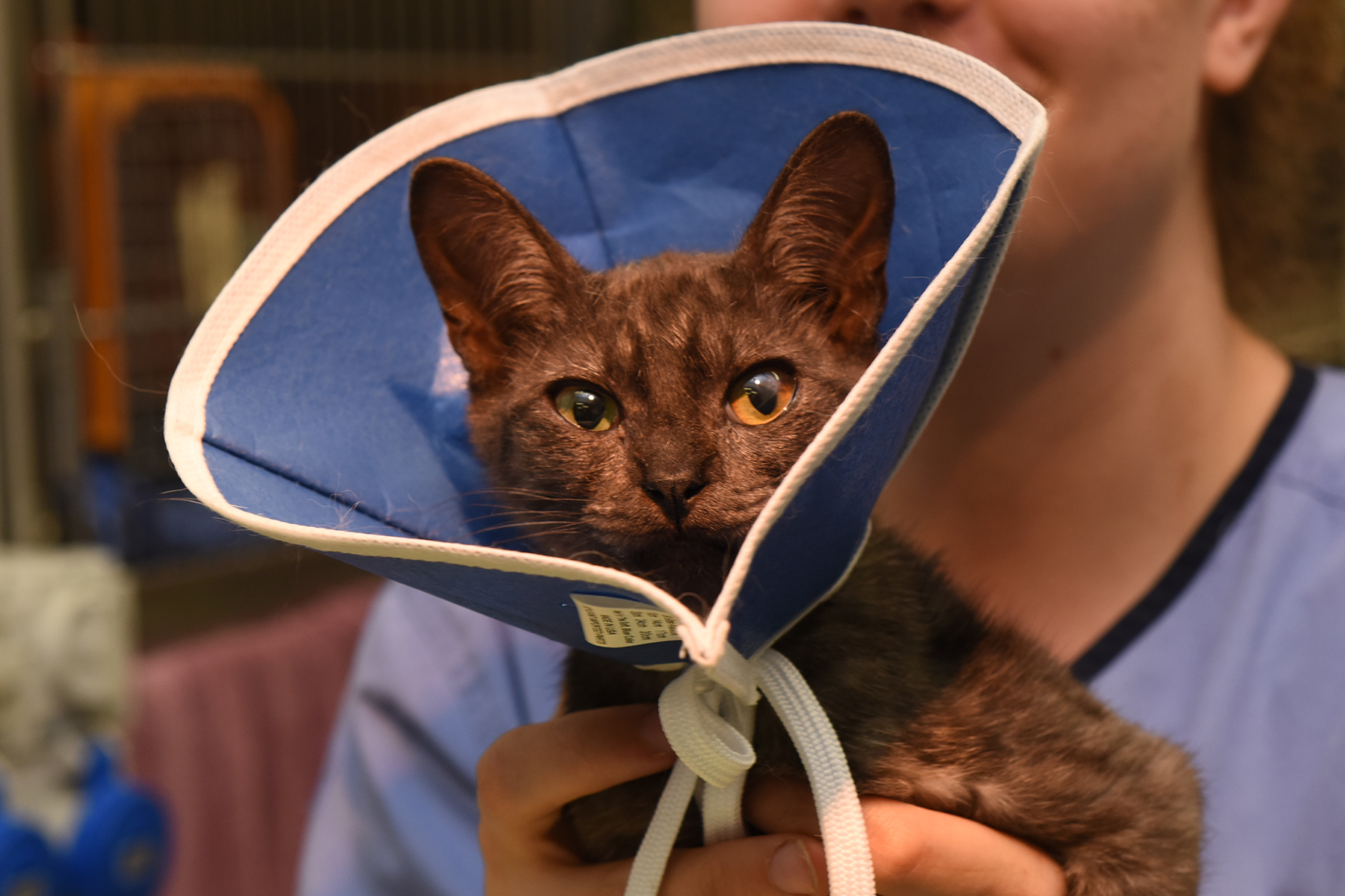 When to Spay or Neuter Your Kitten