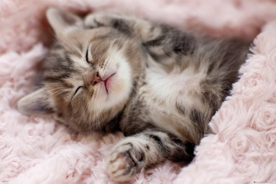 A small kitten resting with half-closed eyes on a soft blanket in a quiet room, looking comfortable and relaxed