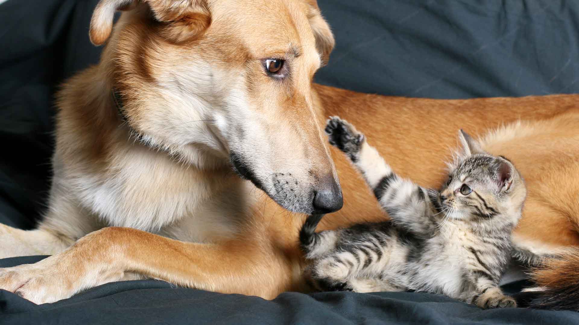 Introducing a New Kitten to Your Family Dog