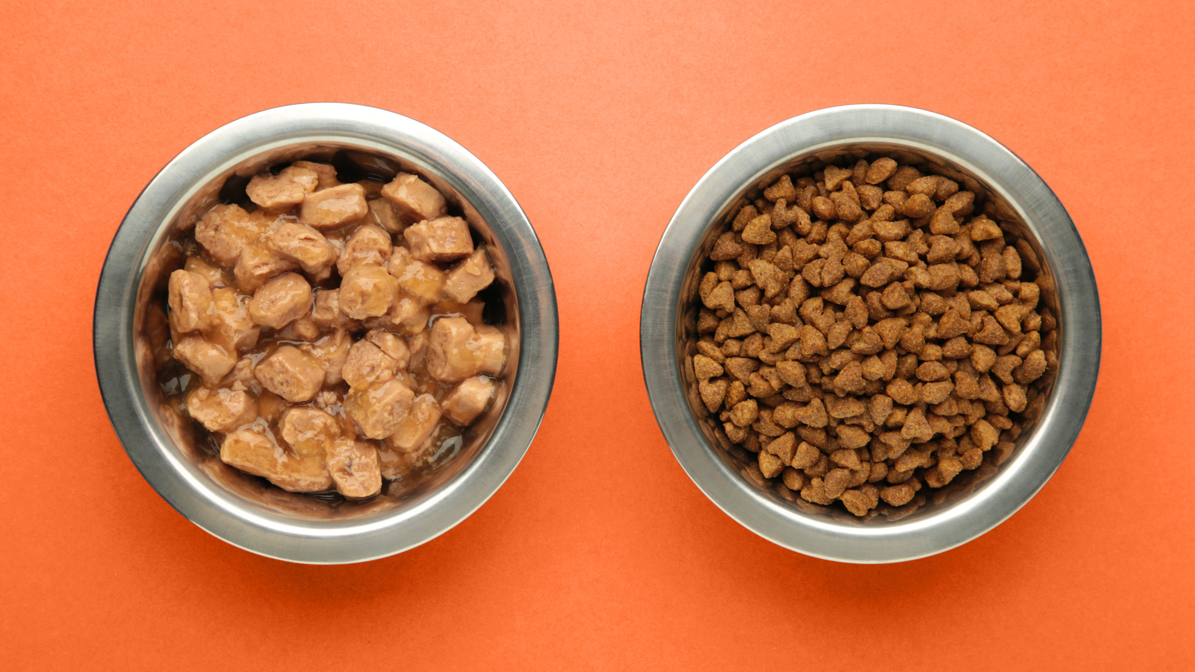 A small kitten sitting beside a ceramic bowl with a portion of wet kitten food, looking up at a person holding a spoon