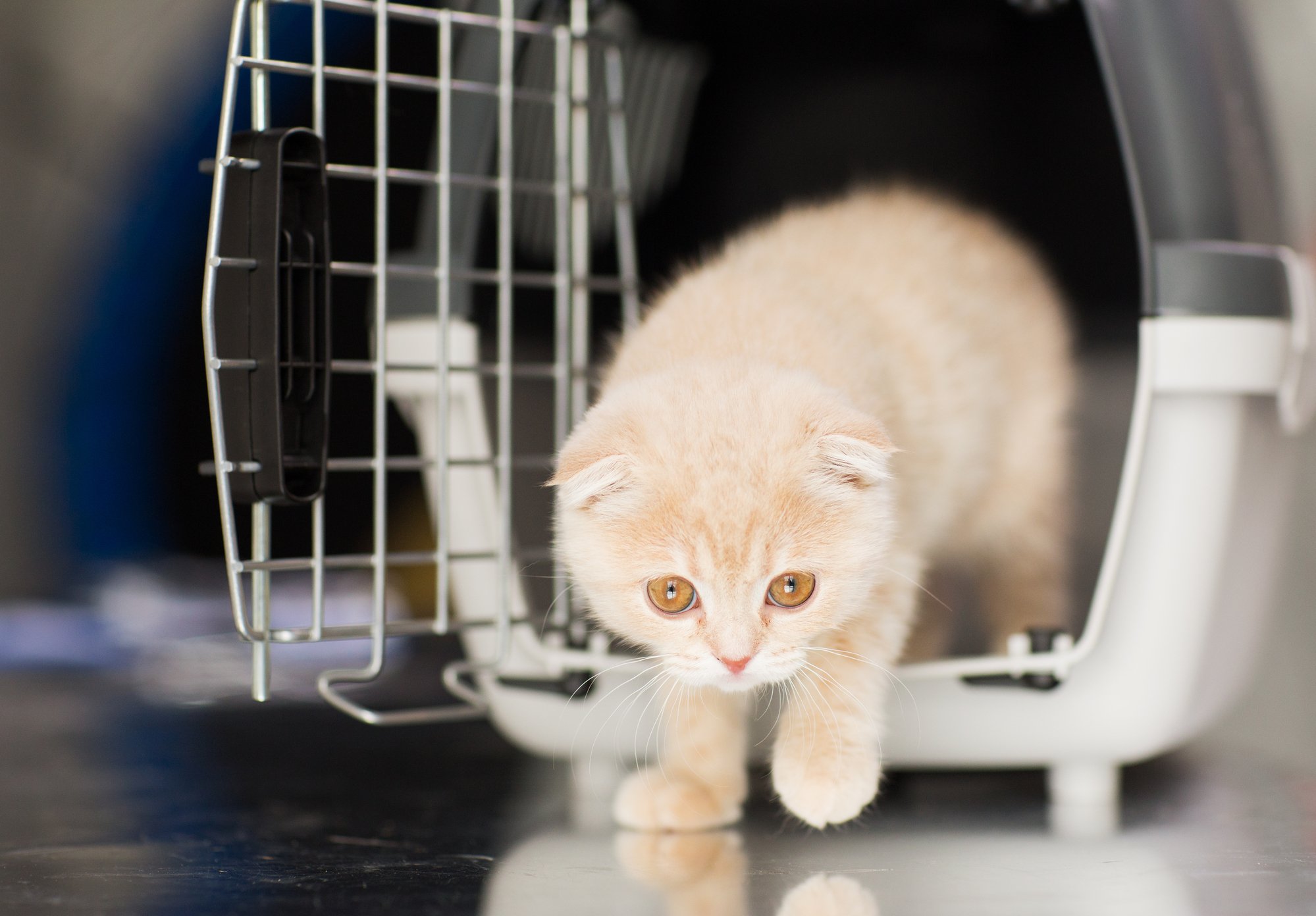A small kitten sitting calmly inside a pet carrier lined with a soft blanket, ready for a veterinary visit