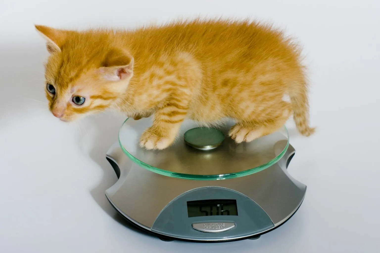 A small kitten sitting calmly next to a digital kitchen scale on a countertop, ready for a weekly weigh-in
