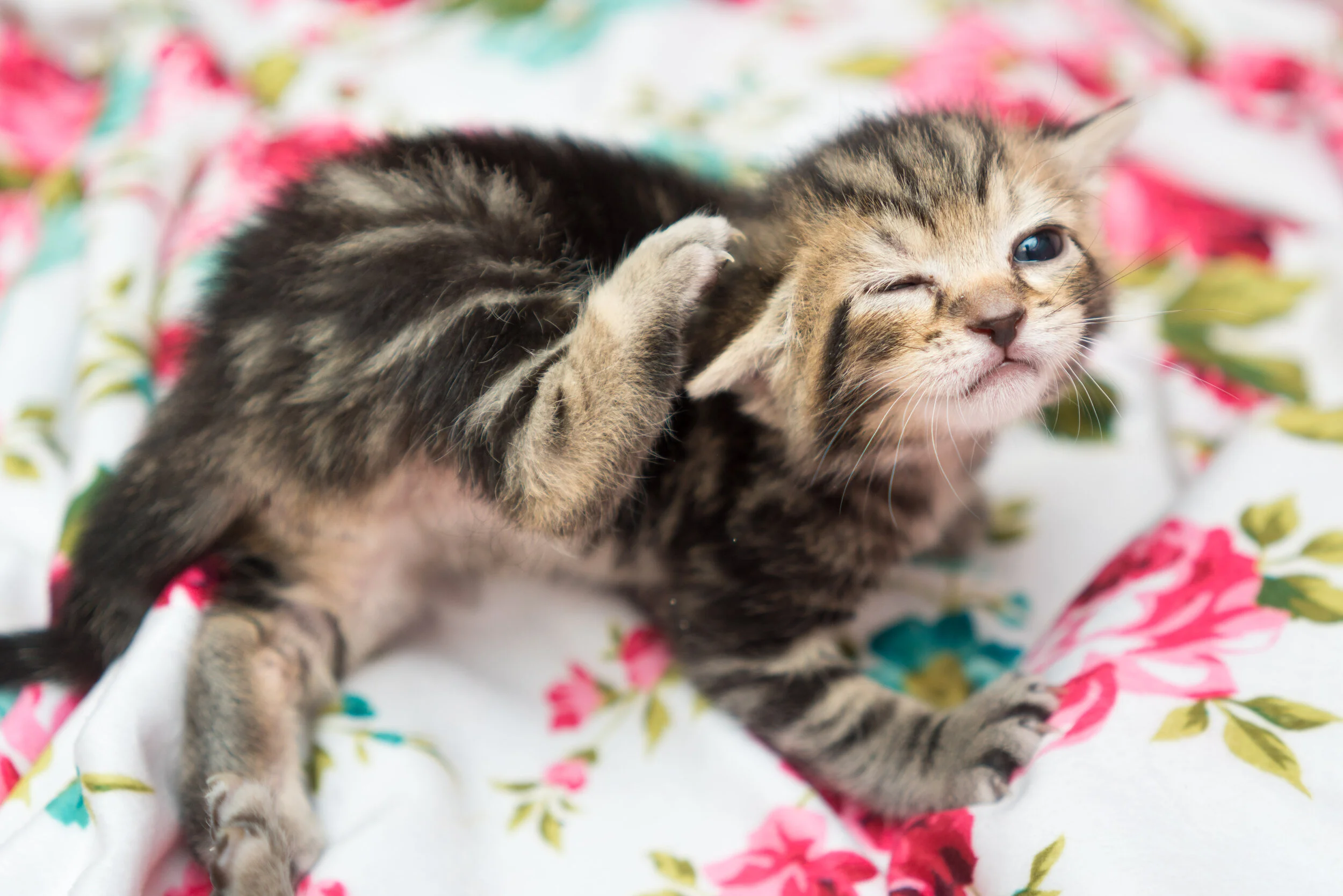 A small kitten sitting on a blanket and scratching at one ear with a back paw, with visible mild irritation on the ear flap