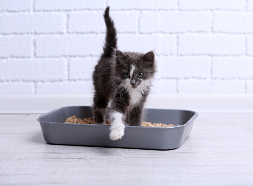 Litter Training Your New Kitten
