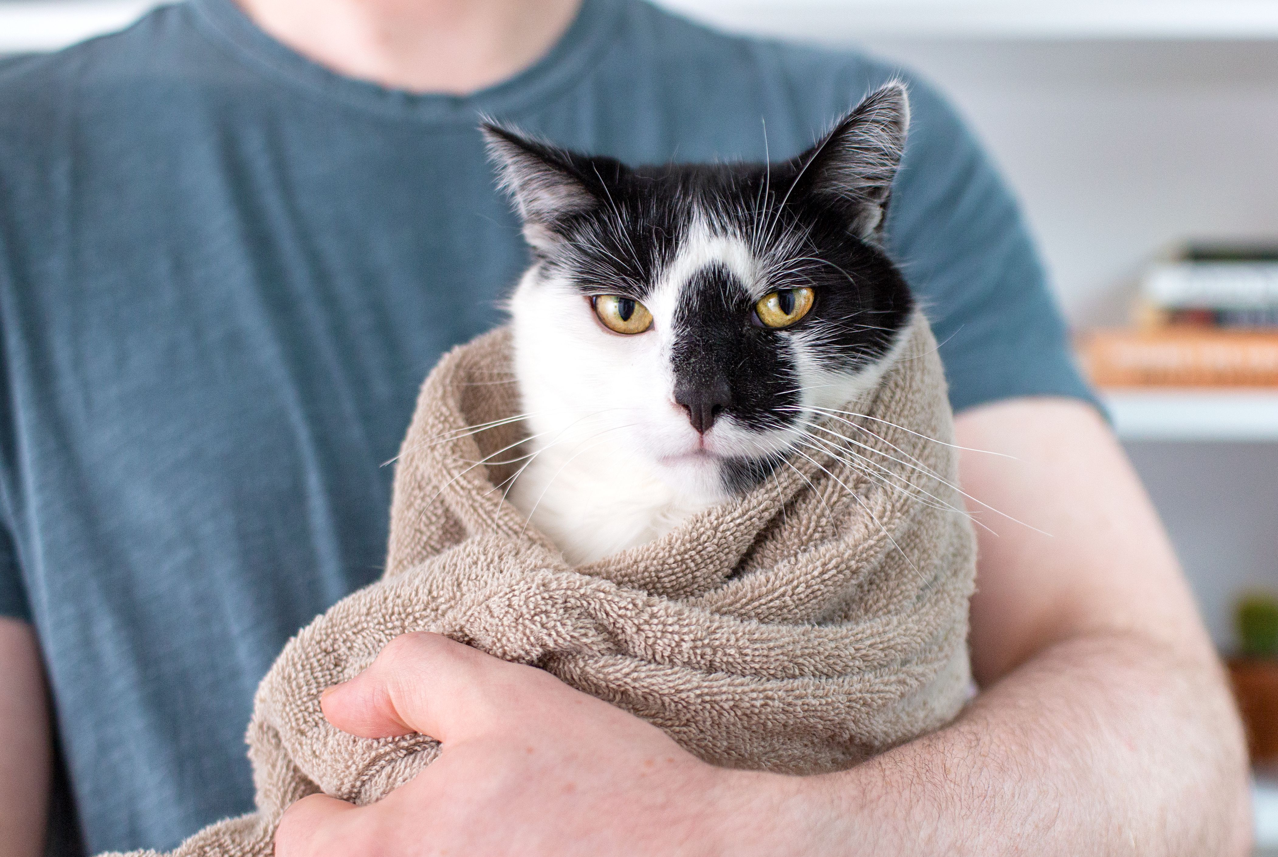 A small kitten wrapped snugly in a towel with only the head visible, sitting calmly on a lap while a person prepares a cotton pad for gentle cleaning